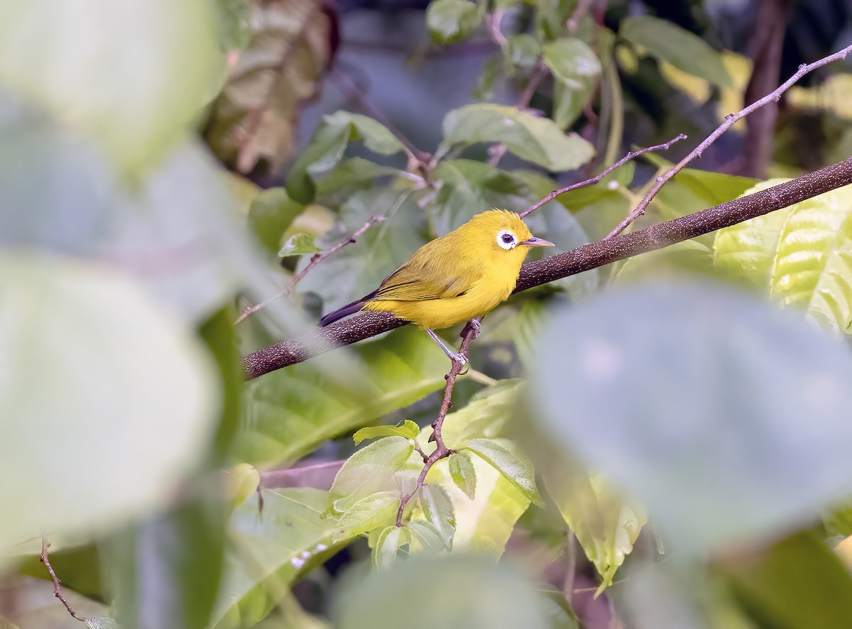 Vakatobi Gözlükçüsü - ML645838075