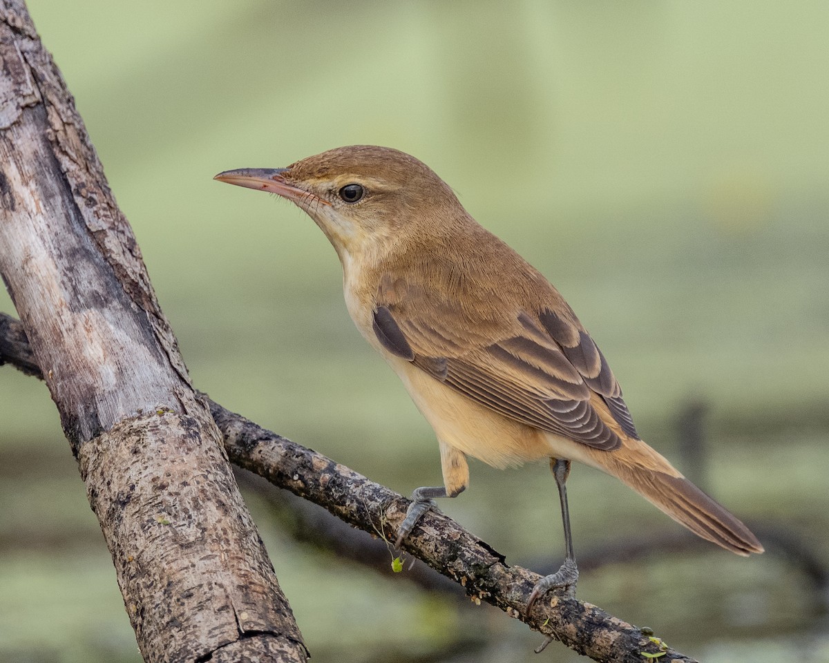 東方大葦鶯 - ML645838076