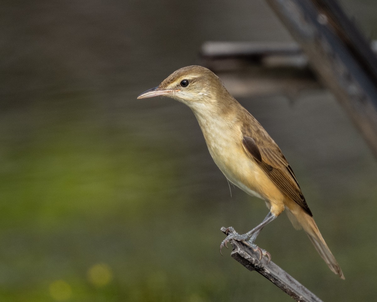 東方大葦鶯 - ML645838077