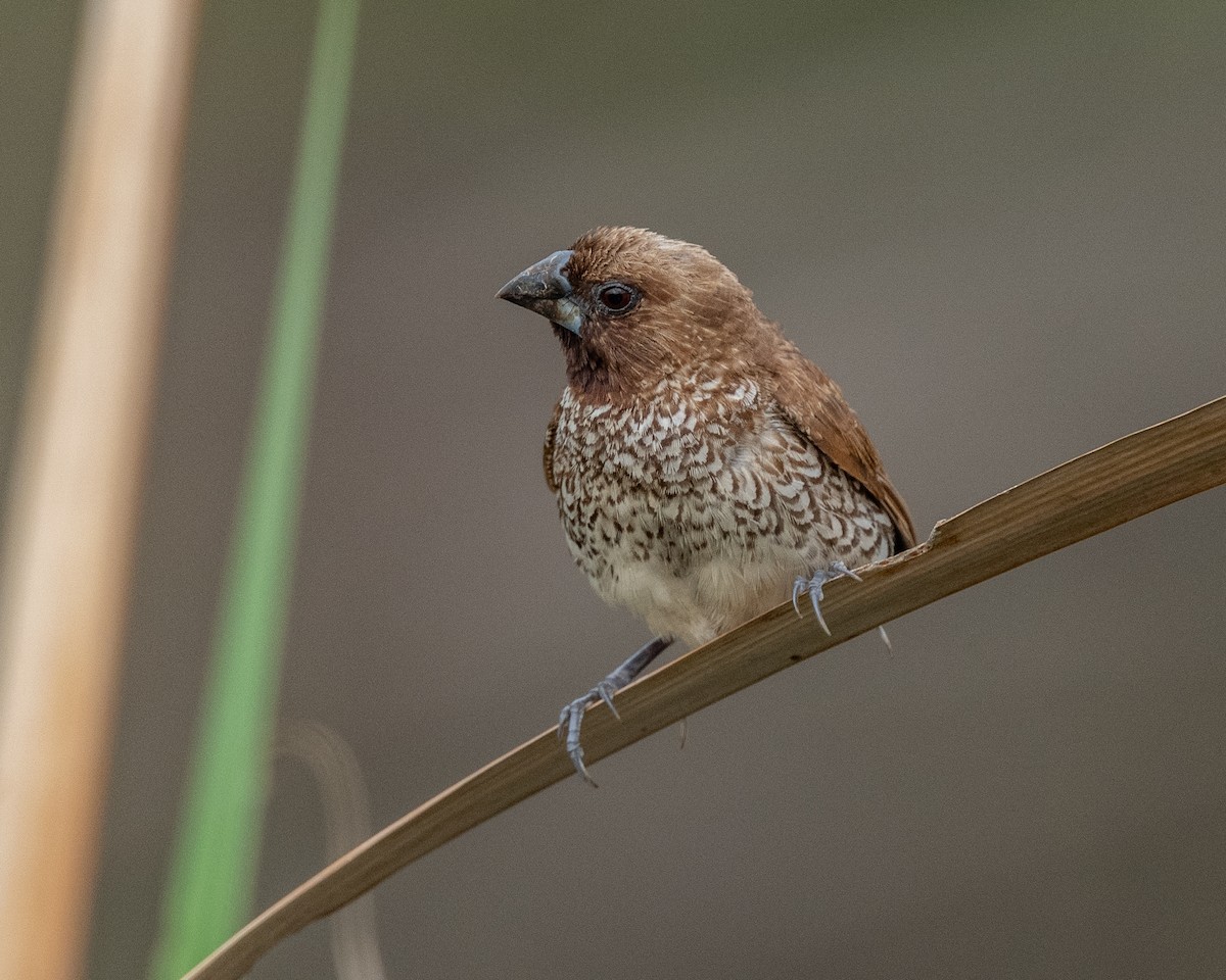 斑文鳥 - ML645838078