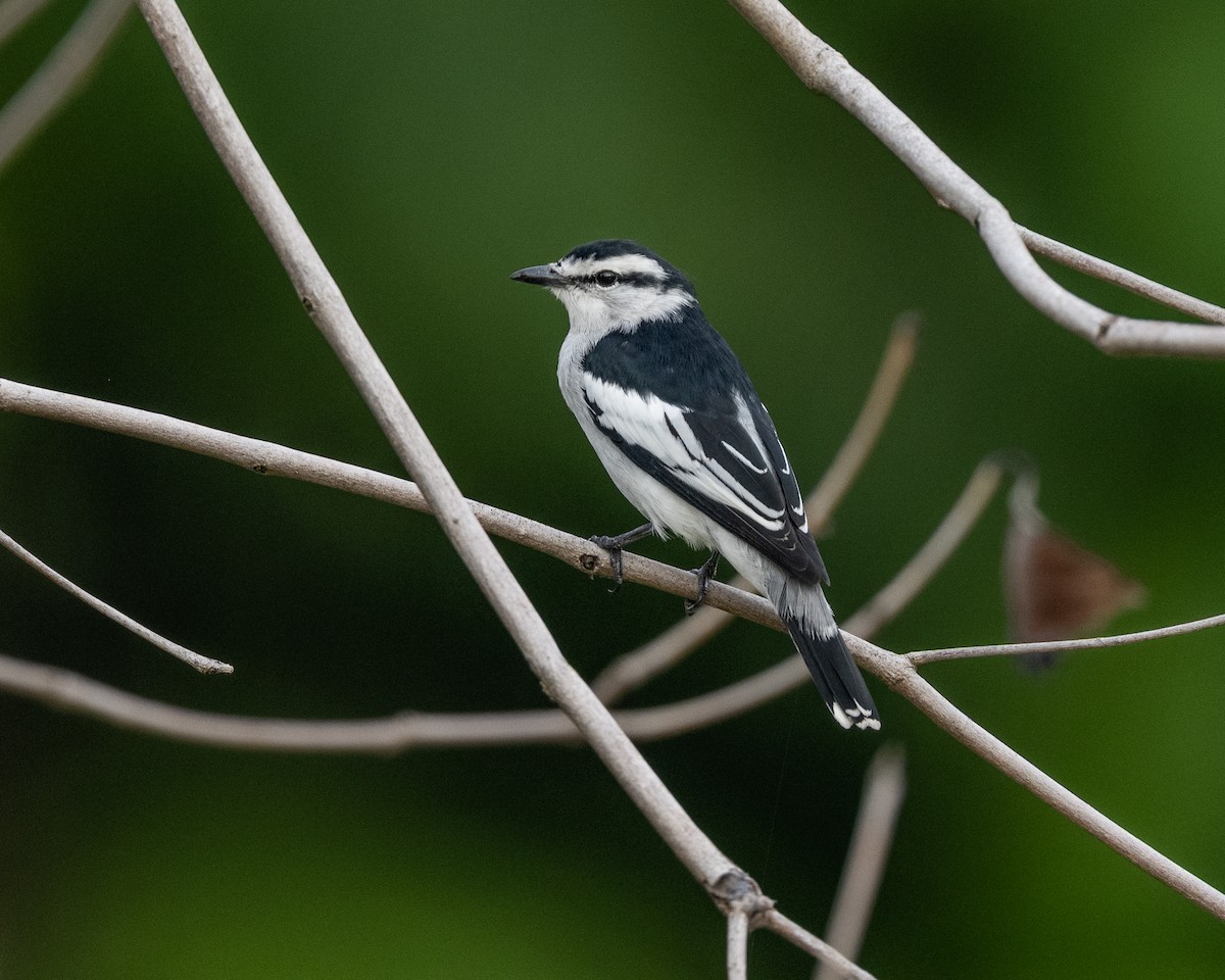 黑原鵑鵙 - ML645838079