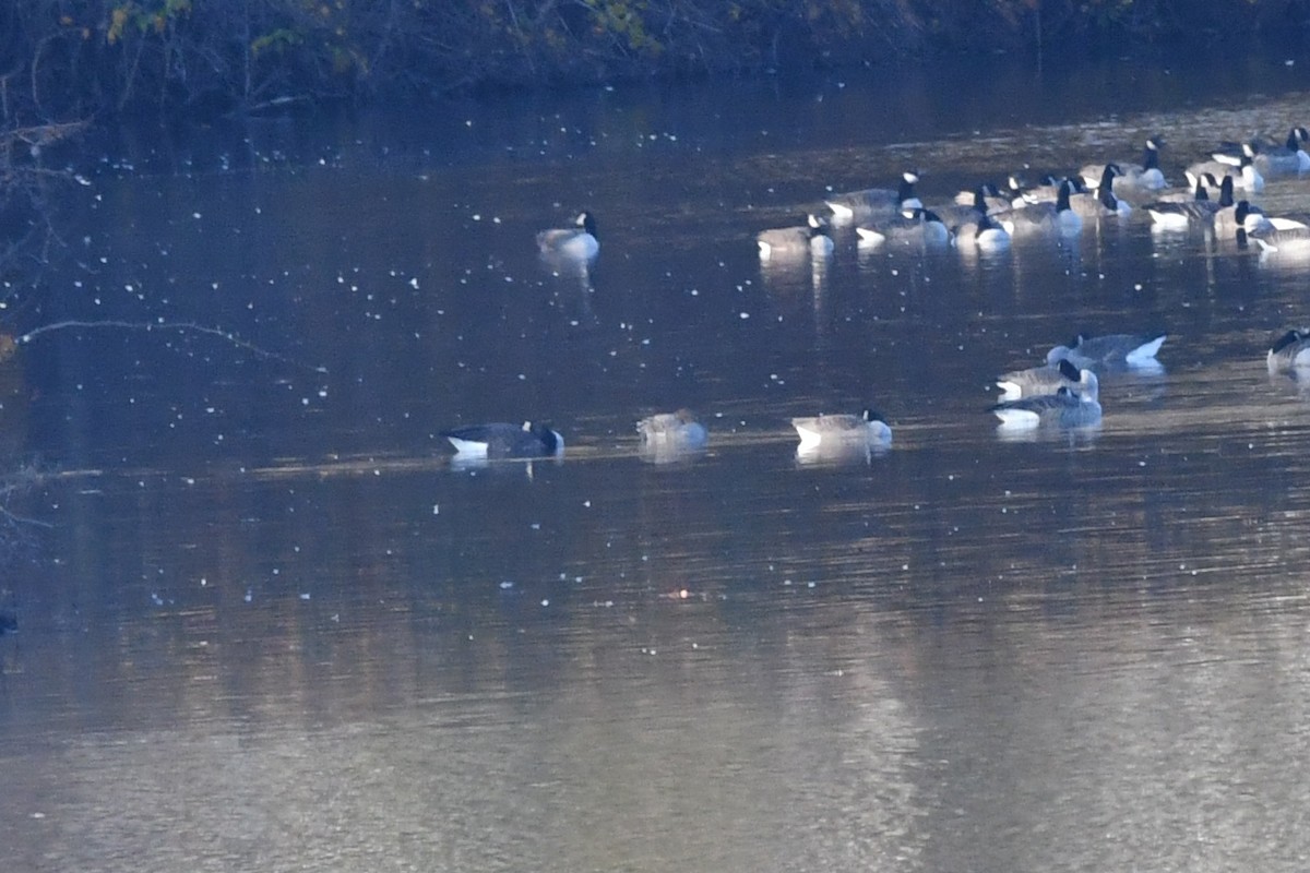 Tundra Bean-Goose - ML645838087