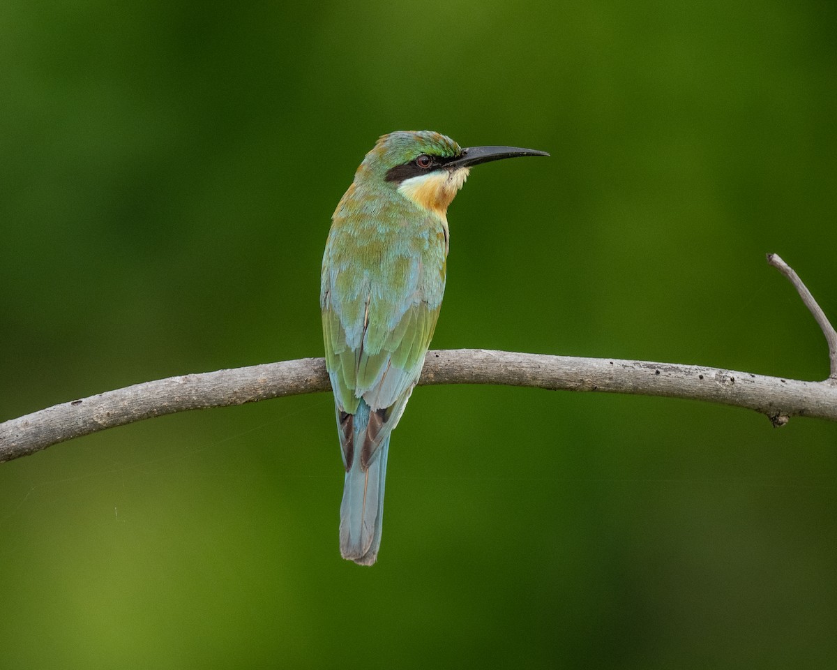 栗喉蜂虎 - ML645838096