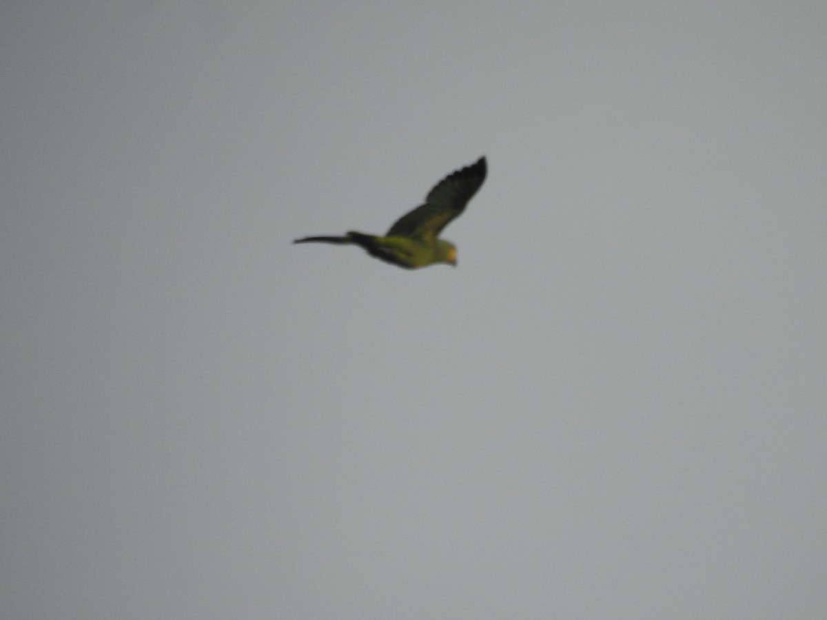 Pale-vented Pigeon - ML645838107