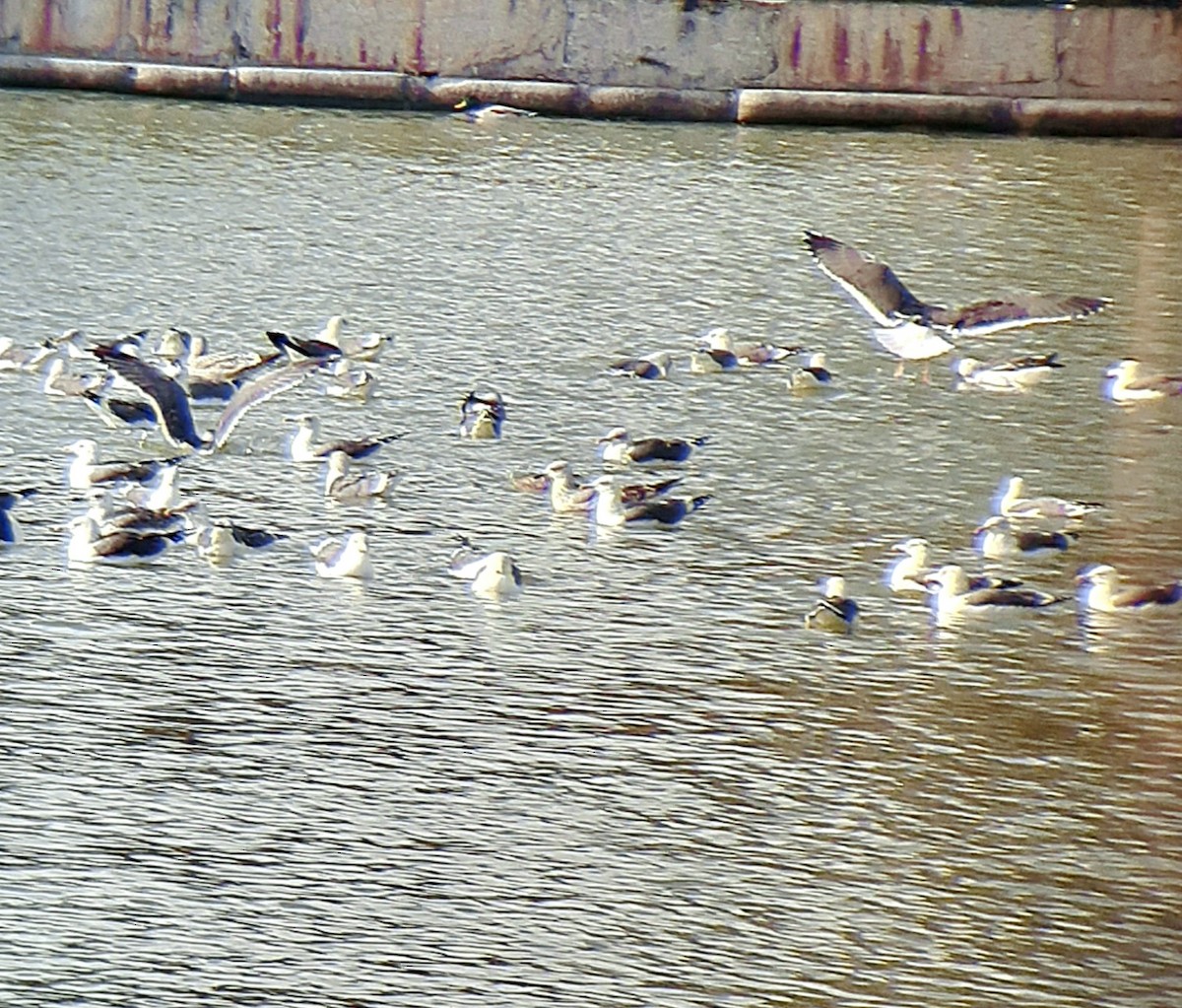 racek žlutonohý - ML645838108