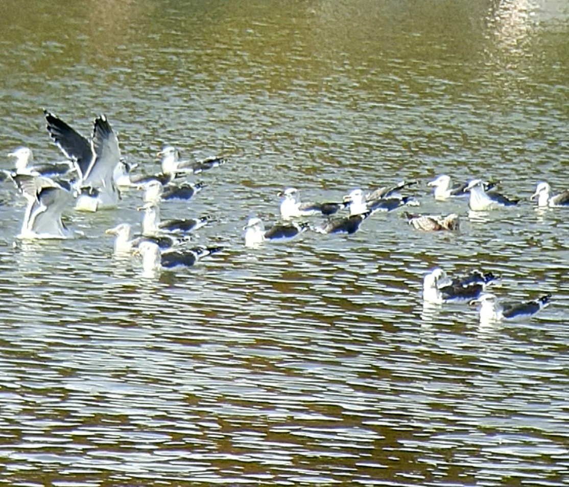 racek žlutonohý - ML645838109