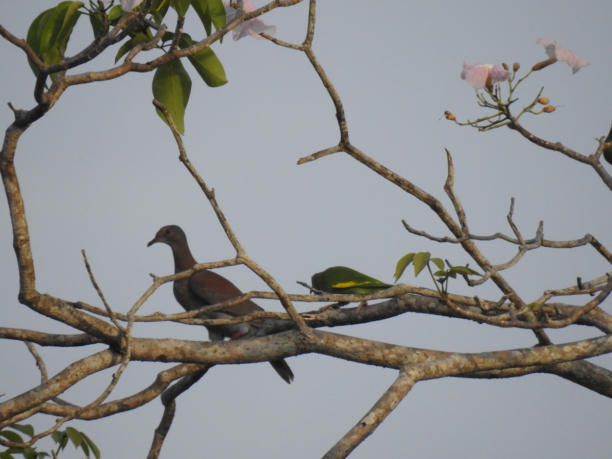 Pale-vented Pigeon - ML645838113