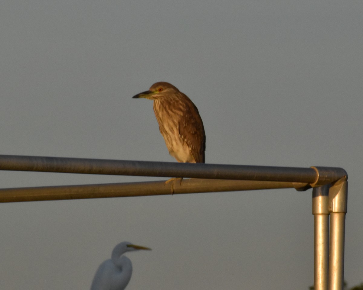 Black-crowned Night Heron - ML645838114