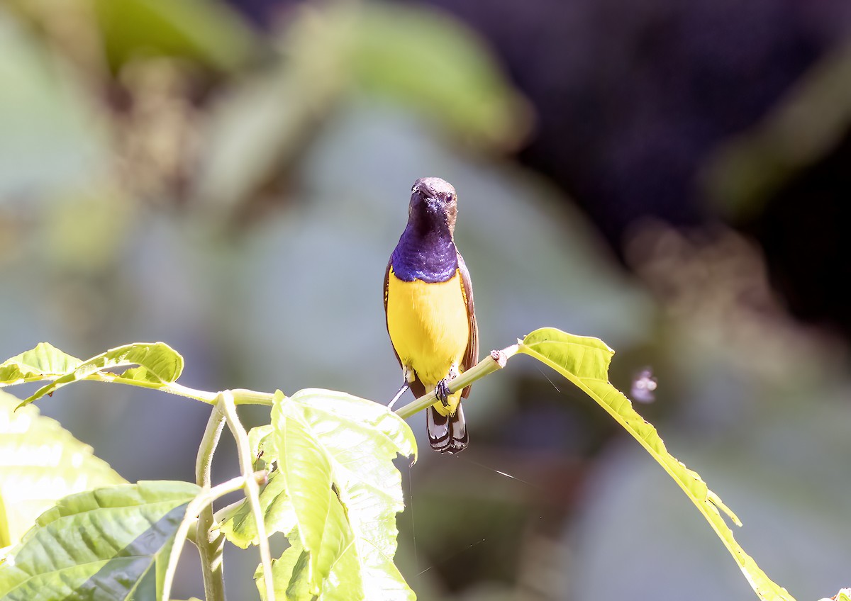 Tukangbesi Sunbird - ML645838116