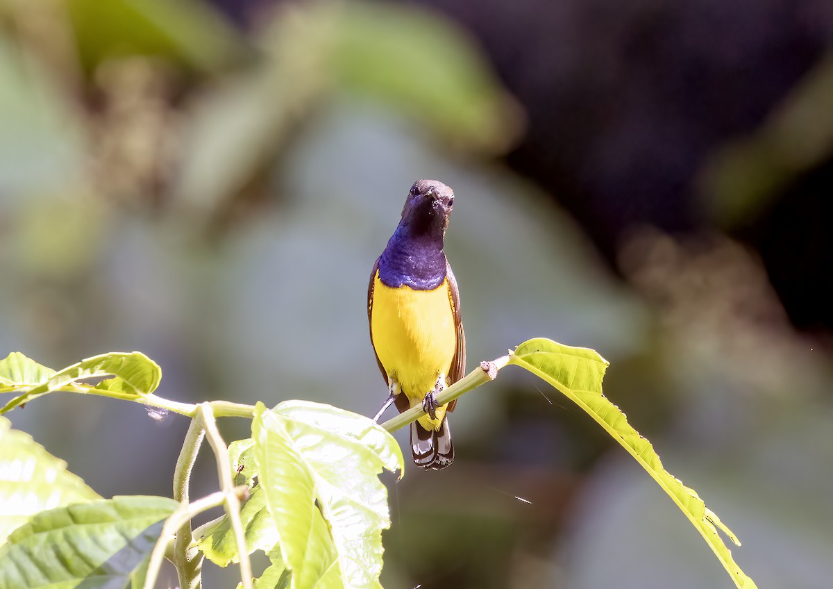 Tukangbesi Sunbird - ML645838117