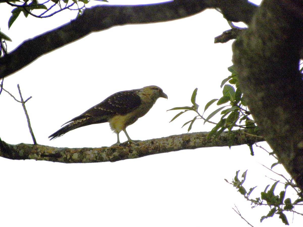 Yellow-headed Caracara - ML645838118
