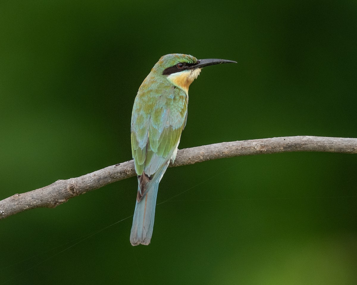 栗喉蜂虎 - ML645838120