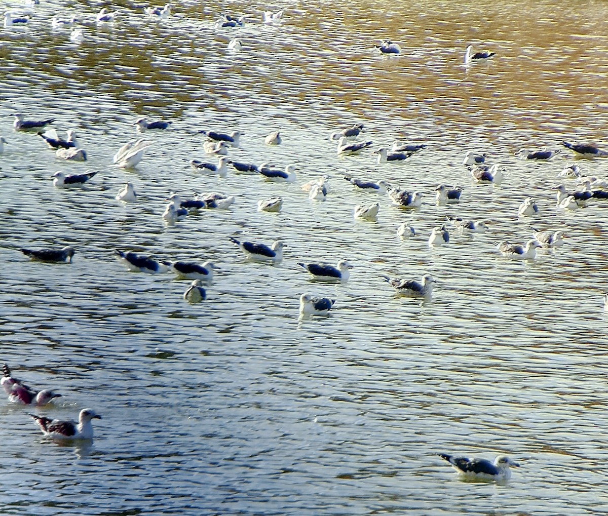 racek žlutonohý - ML645838135