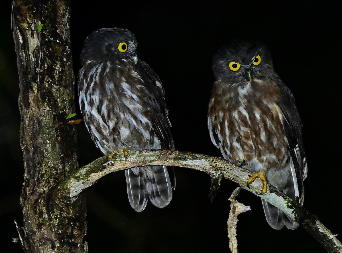 アンダマンアオバズク - ML645838138