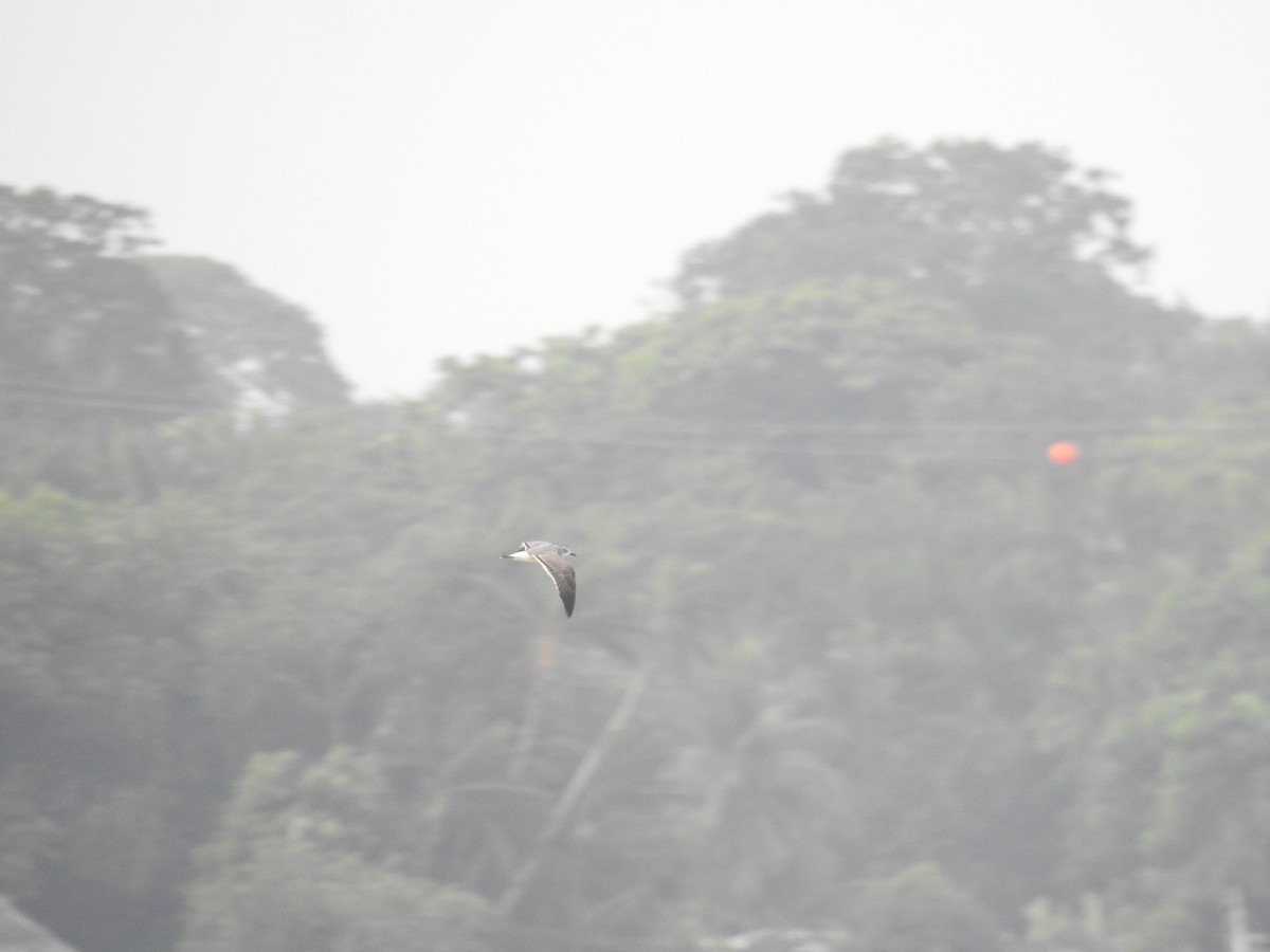 Gabbiano sghignazzante - ML645838141