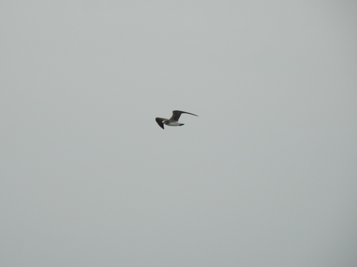 Gabbiano sghignazzante - ML645838142