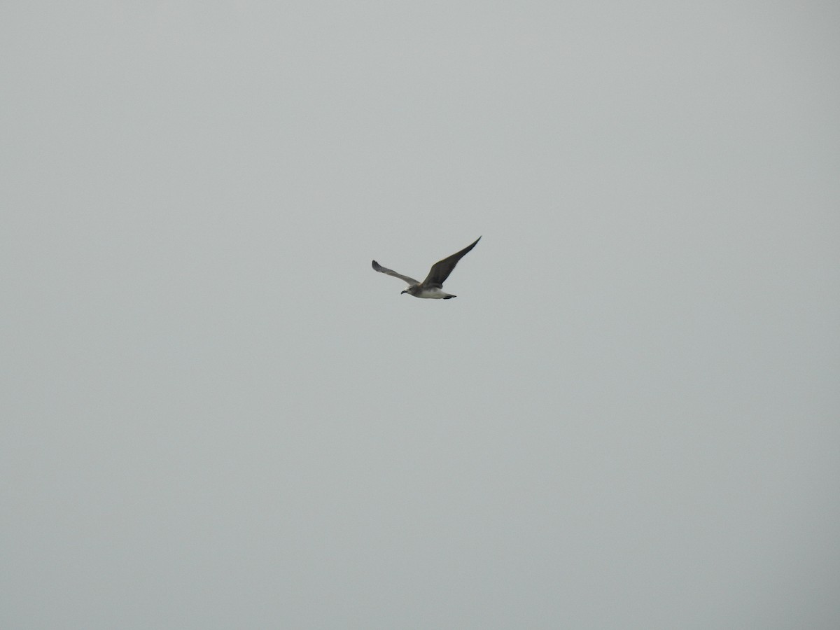 Gabbiano sghignazzante - ML645838143