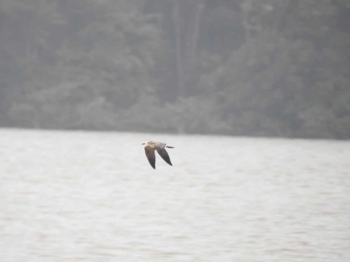 Gabbiano sghignazzante - ML645838144