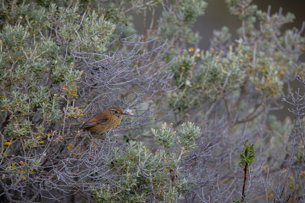 Des Murs's Wiretail - ML645838147