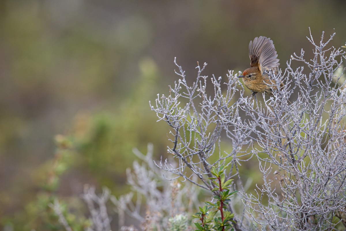 Des Murs's Wiretail - ML645838148