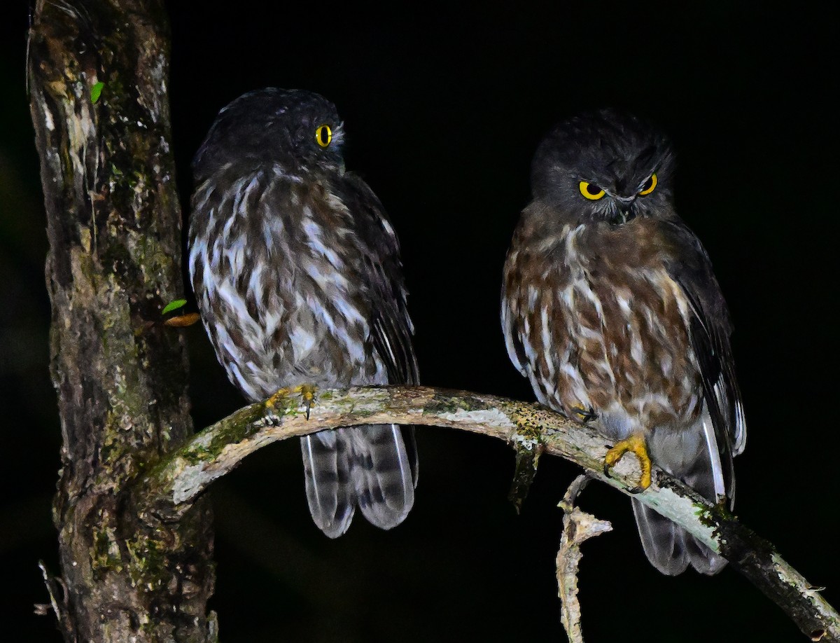 アンダマンアオバズク - ML645838151