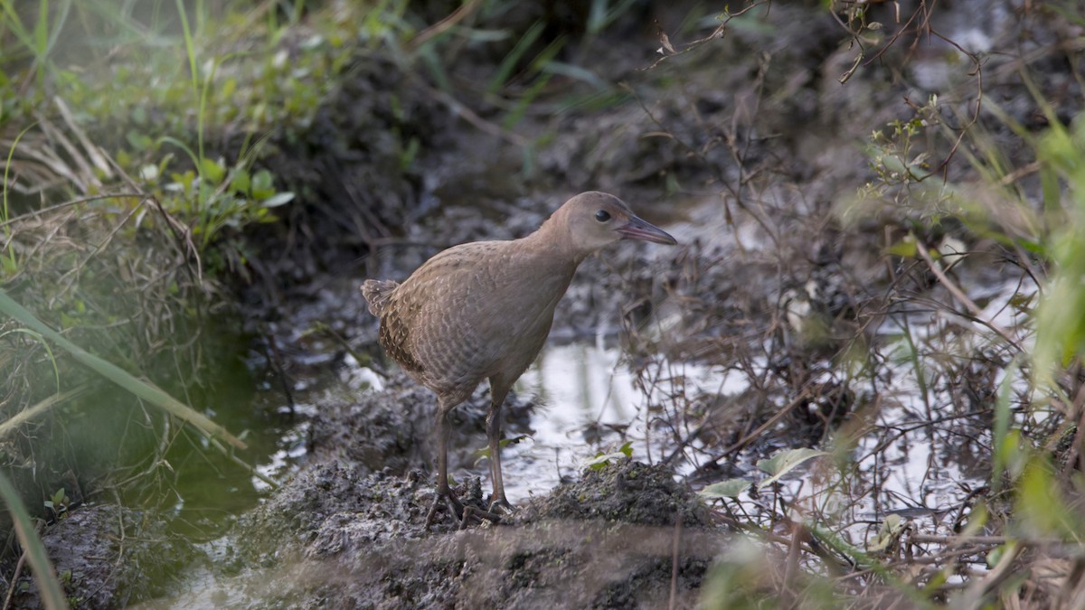 Slaty-breasted Rail - ML645838154