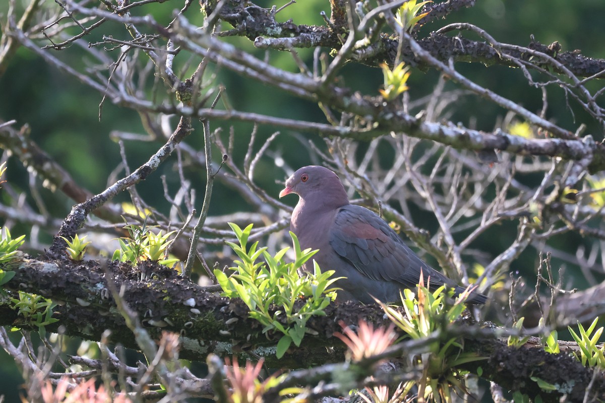 Red-billed Pigeon - ML645838156