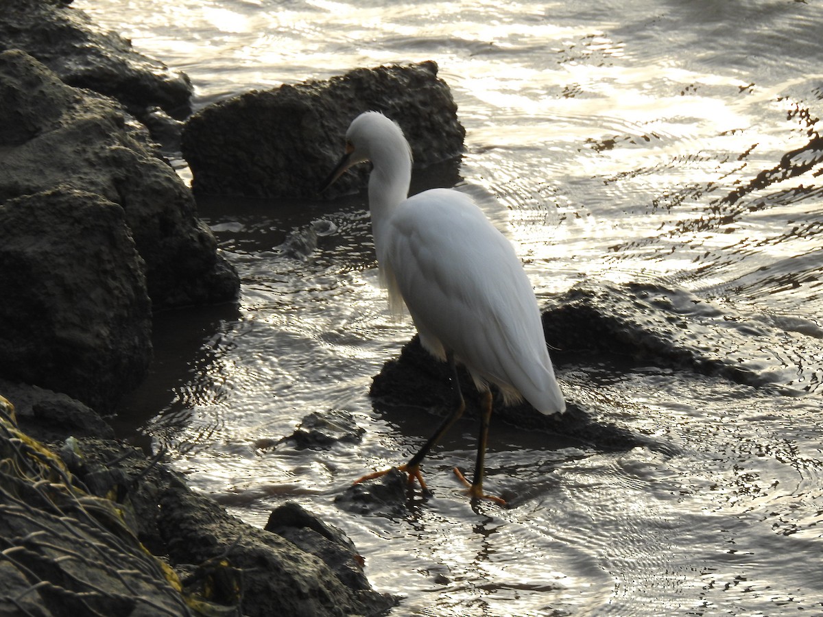 Snowy Egret - ML645838157