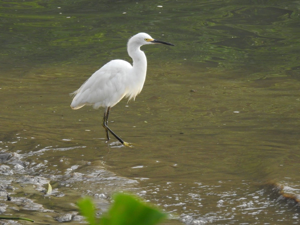 Snowy Egret - ML645838158