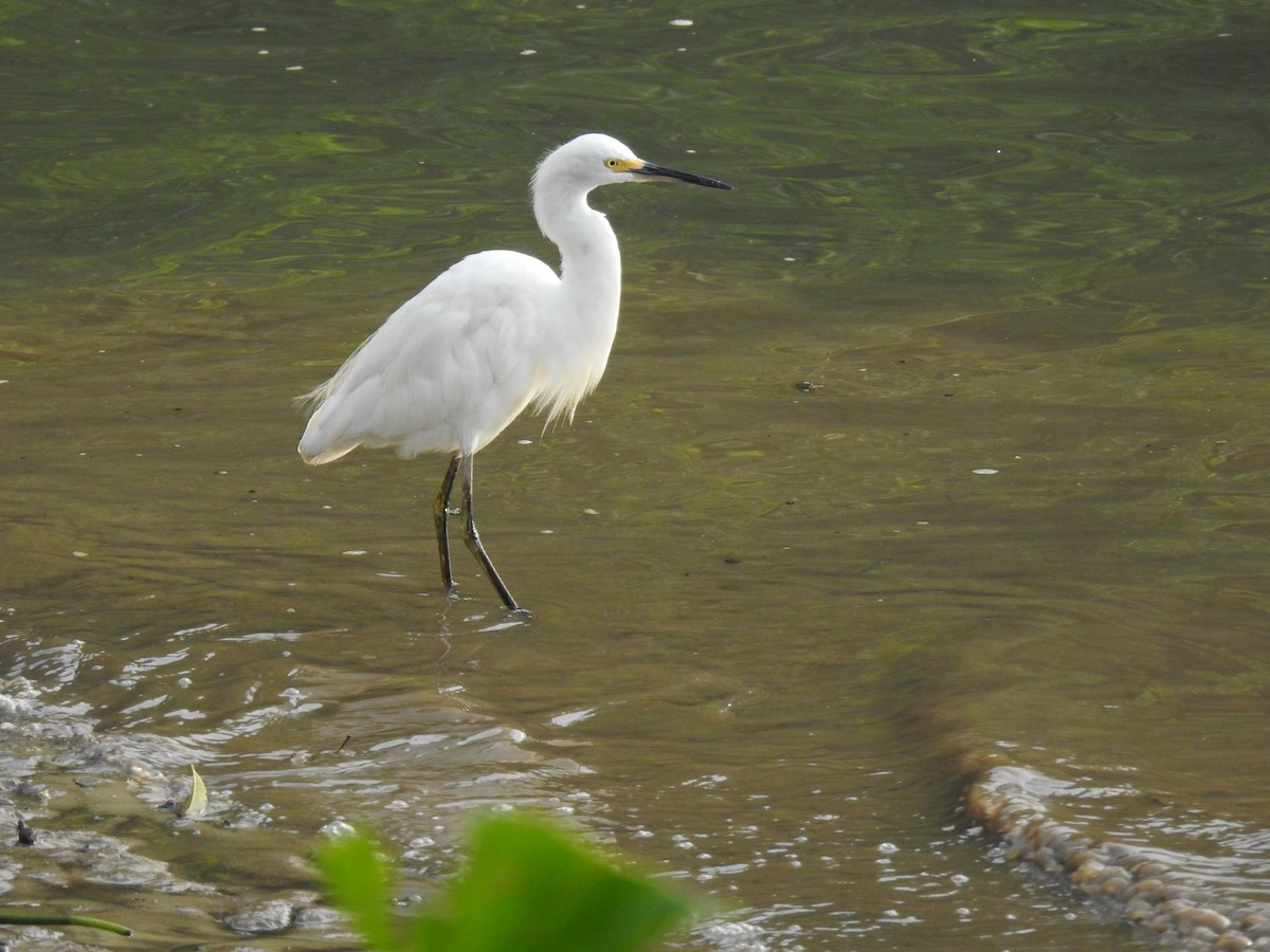 Snowy Egret - ML645838159