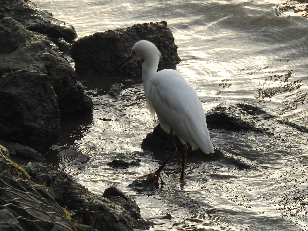 Snowy Egret - ML645838161
