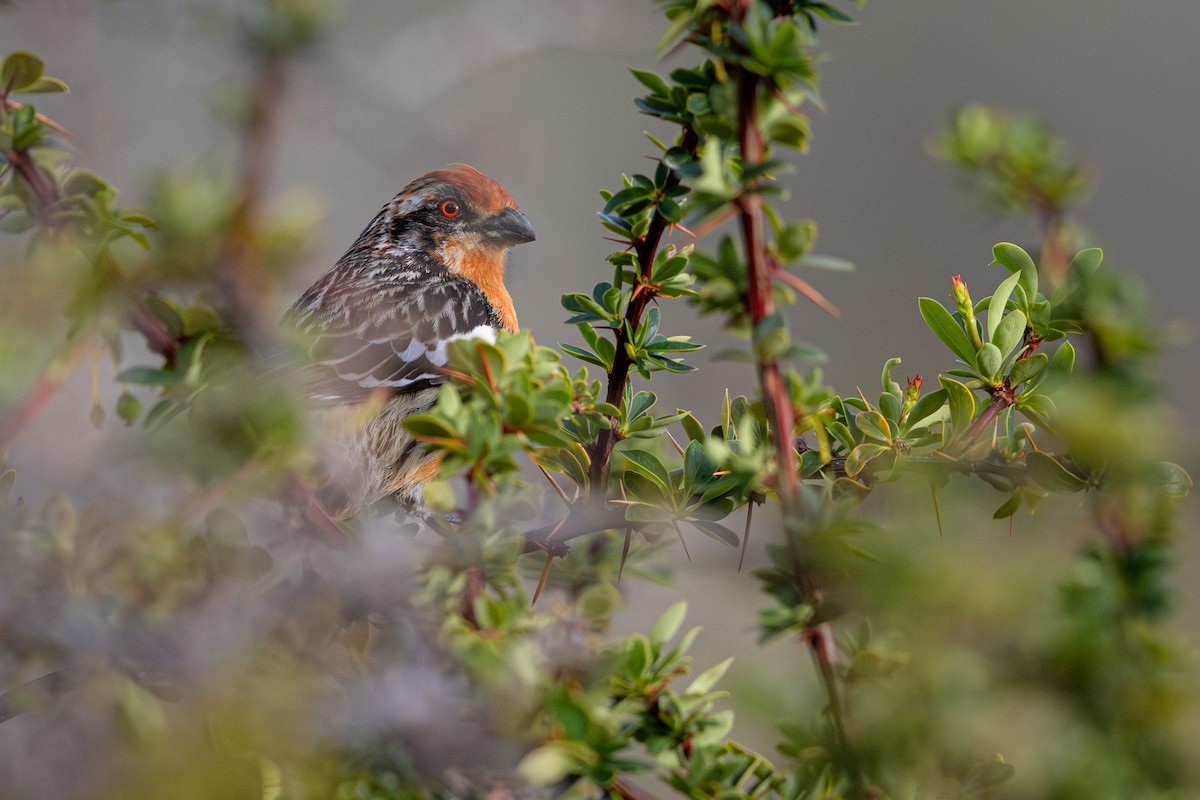 Rufous-tailed Plantcutter - ML645838162