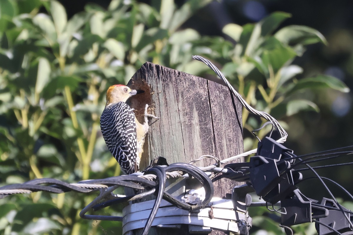 Hoffmann's Woodpecker - ML645838163