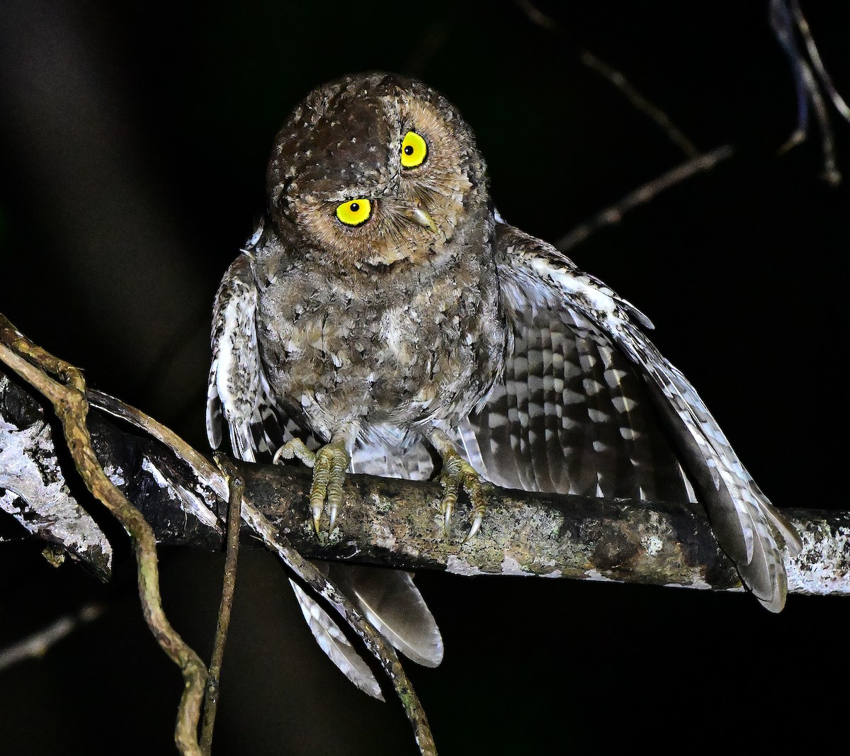 Andaman Scops-Owl - ML645838164