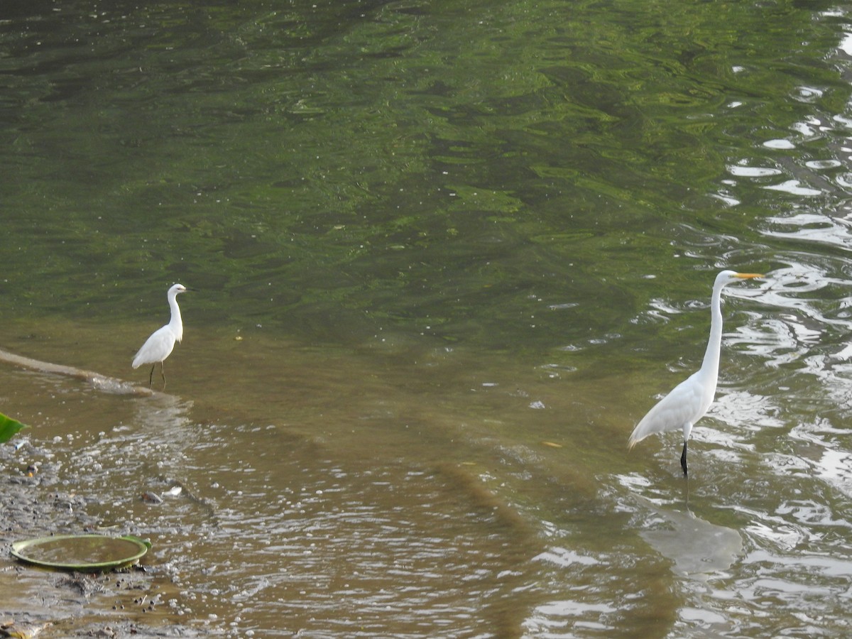 Koartza zuria - ML645838165