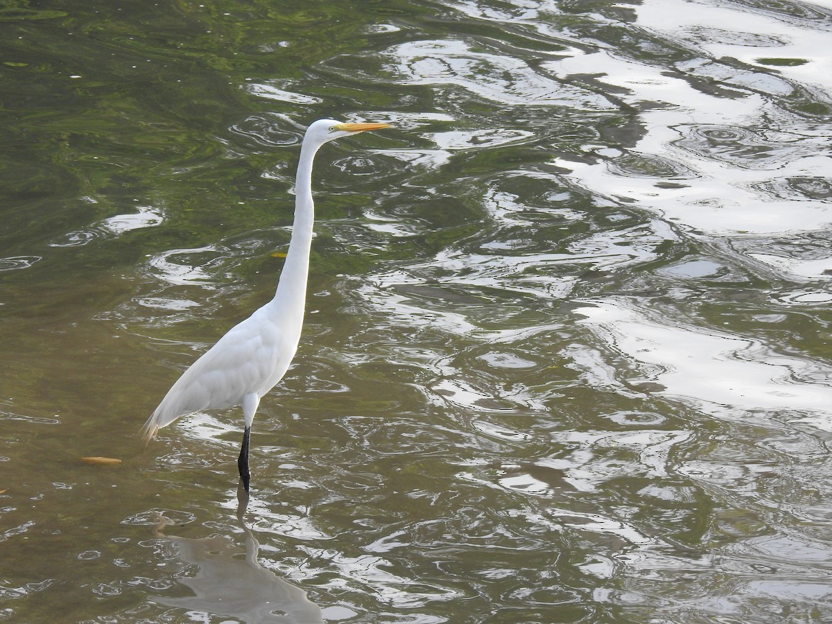 Koartza zuria - ML645838166