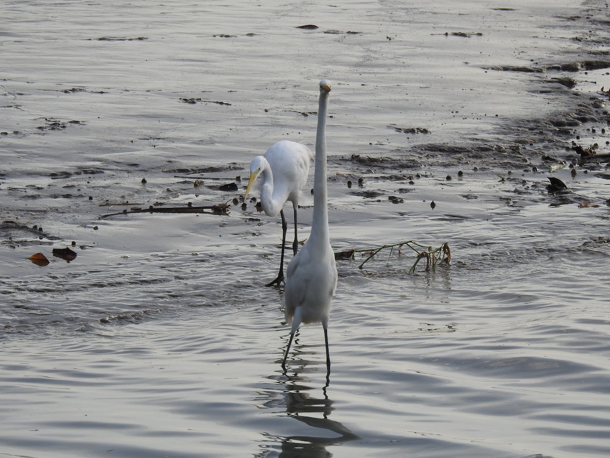 Koartza zuria - ML645838167