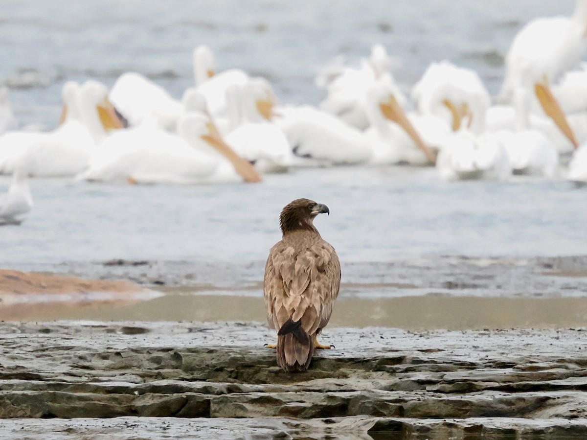 Itsas arrano buruzuria - ML645838168