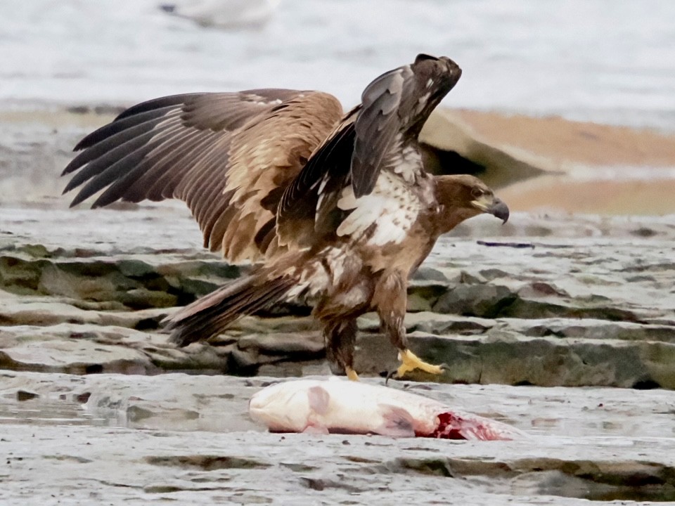 Itsas arrano buruzuria - ML645838169