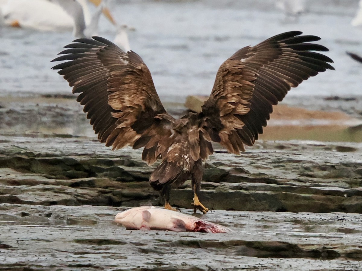 Itsas arrano buruzuria - ML645838170