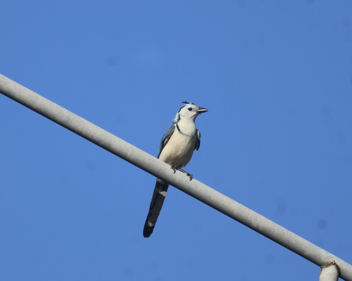 White-throated Magpie-Jay - ML645838172
