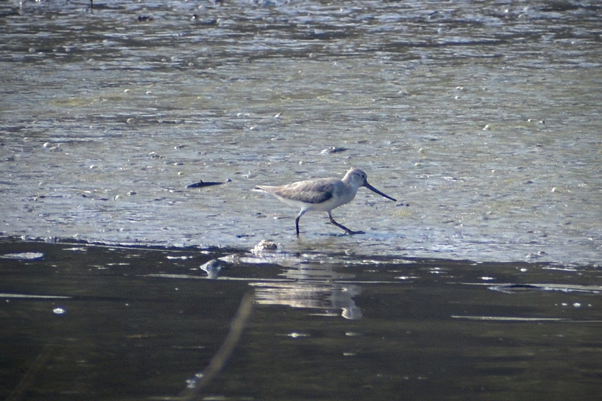 Terek kuliska - ML645838173