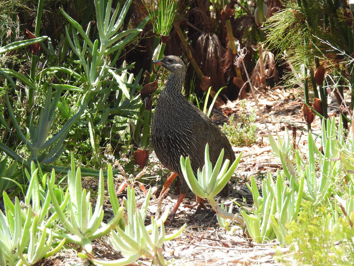 Cape Spurfowl - ML645838174