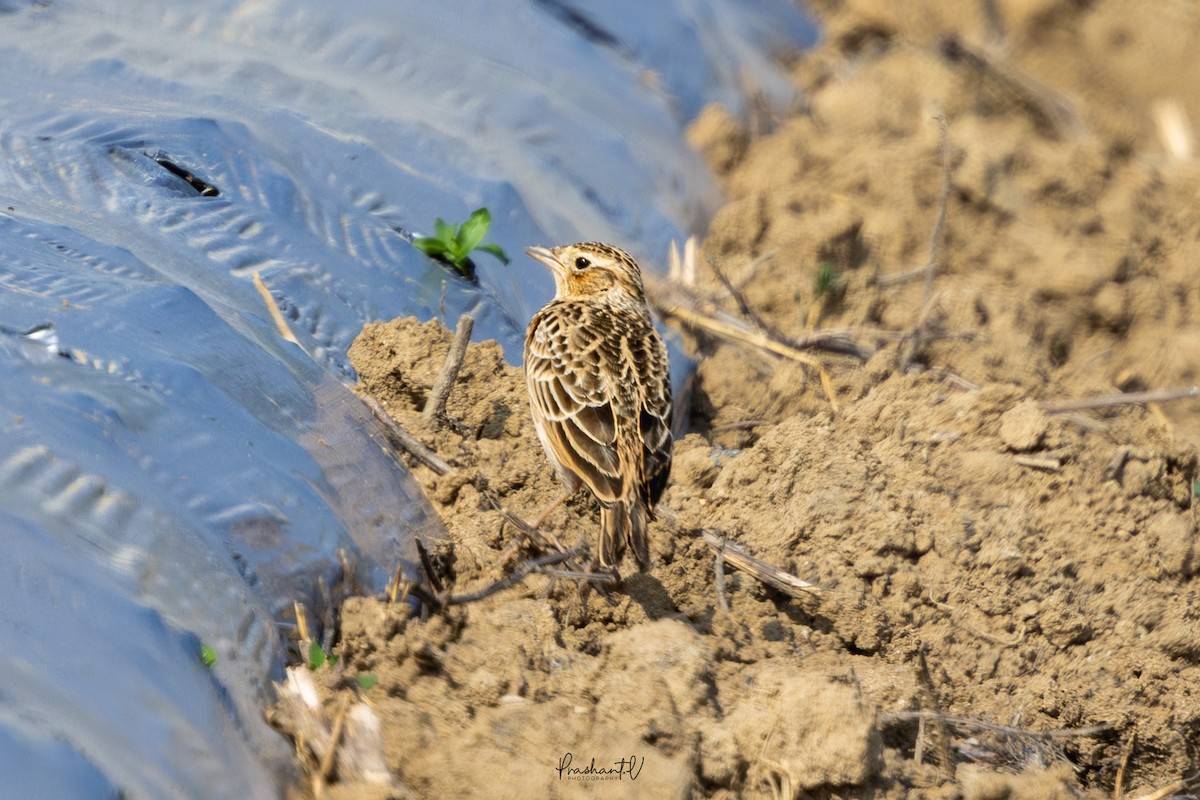 Hegatxabal ekialdetarra - ML645838176