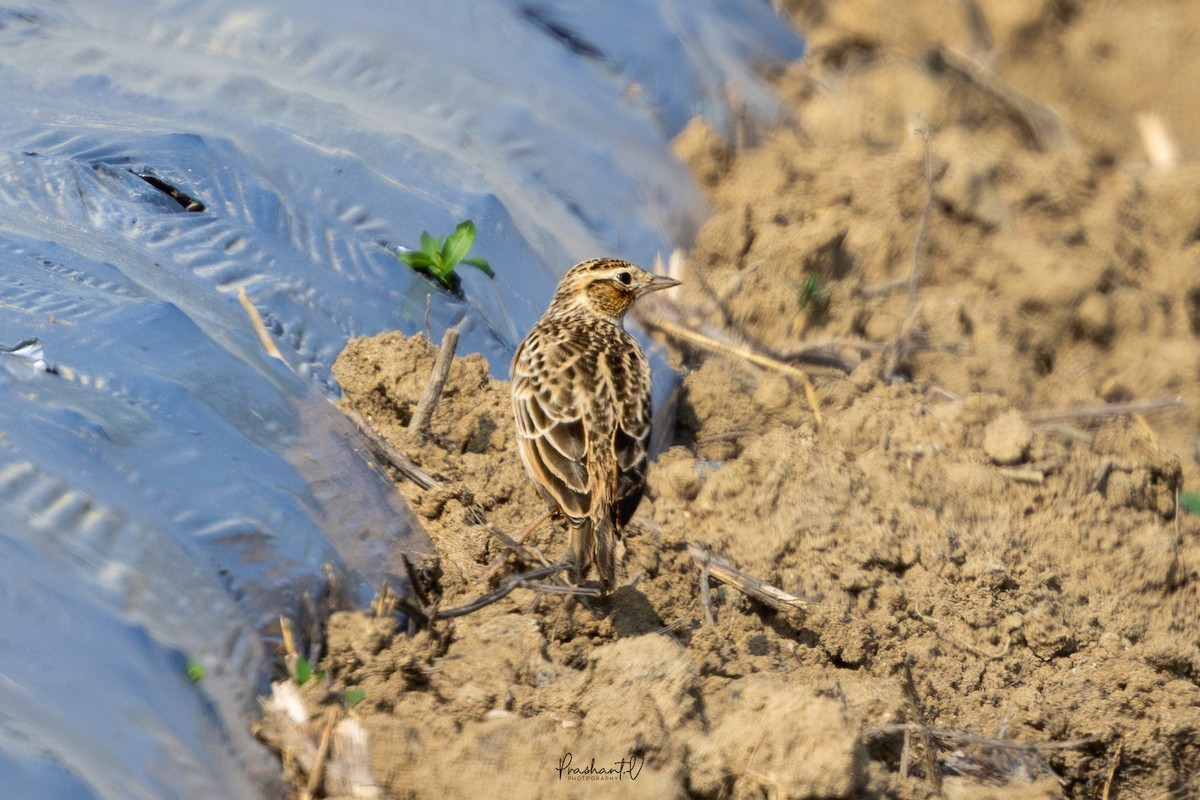 Hegatxabal ekialdetarra - ML645838177