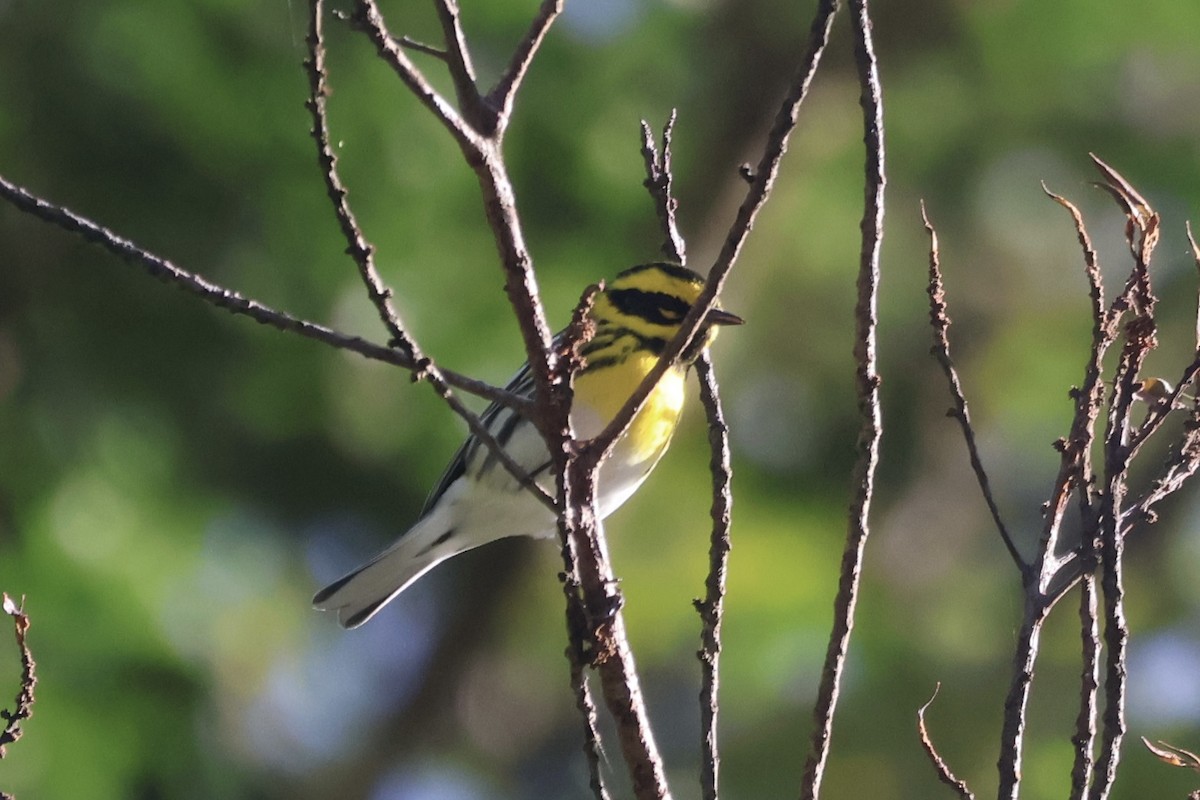 Townsend's Warbler - ML645838178
