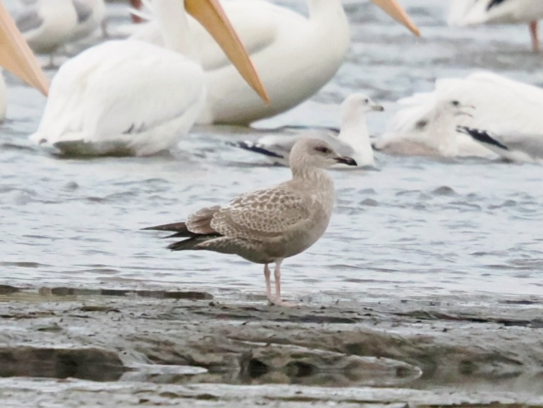 Kaio hauskara amerikarra - ML645838179