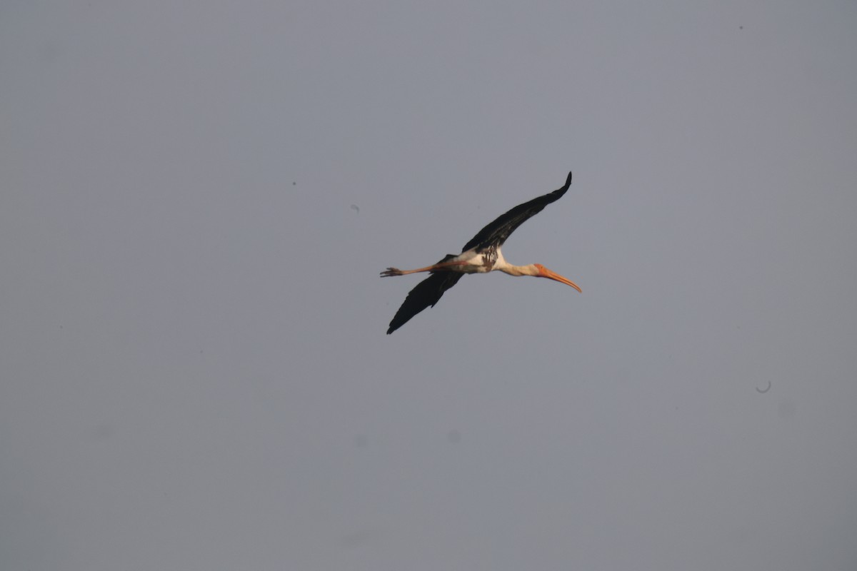 Painted Stork - ML645838181