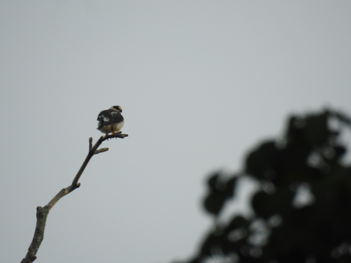 Pearl Kite - ML645838182