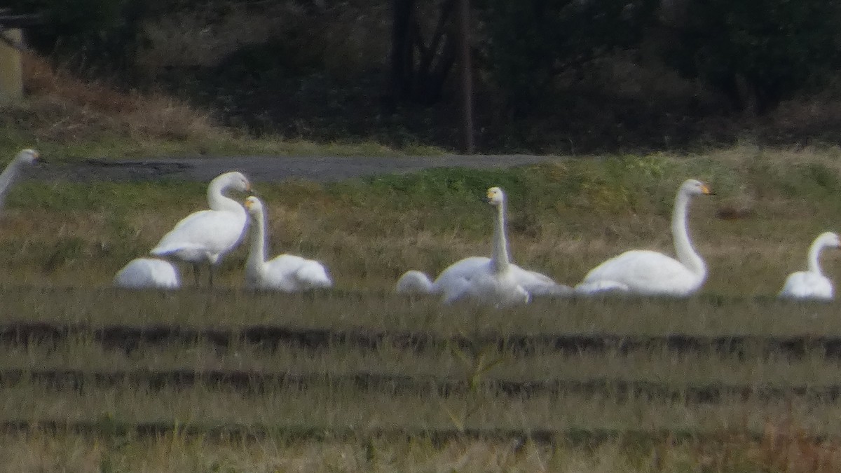 Beltxarga txistularia/oihularia - ML645838183